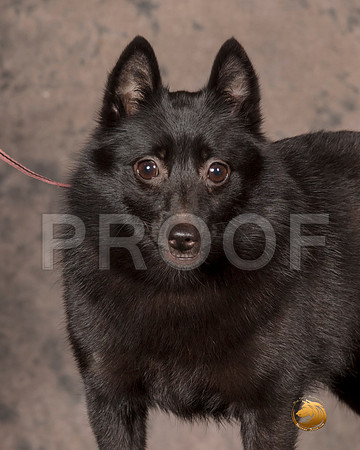 Schipperkee Nancy Anderson__SR_7526-MrshlUKC2019-HR3
