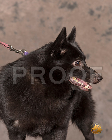 Schipperkee Nancy Anderson__SR_7528-MrshlUKC2019-HR3