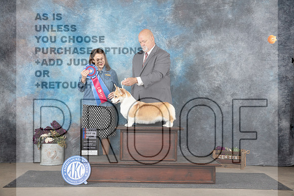 Pembroke Welsh Corgi #6 RBIS Judge Joan Liebes__JP_7518_Belton_2024_HR3