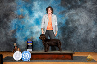 Boykin Spaniel #10 Sat BOB Judge Lisa Graser