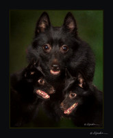 Schipperkee Nancy Anderson