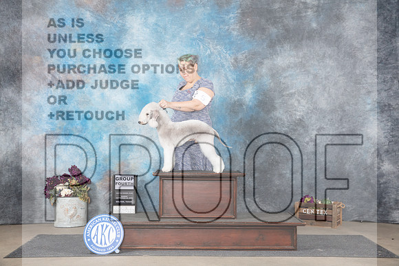 Bedlington Terrier #5 Sun G4 Judge Del Richards__JP_7905_Belton_2024_HR3
