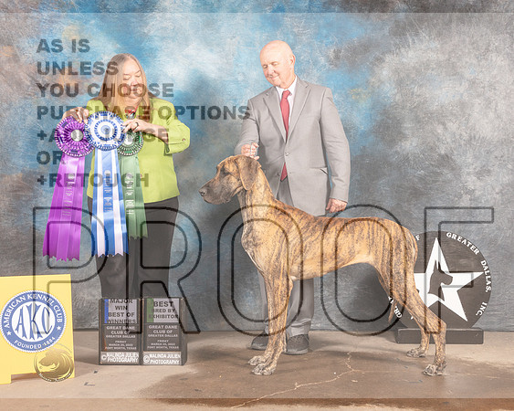 Great Dane #24 Fri BOWBBX Judge Laura Munro-MMJ_7404-FW2022-HR3