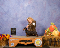 Smooth Dachshund #15 Sun New Ch BOB +J Robinson