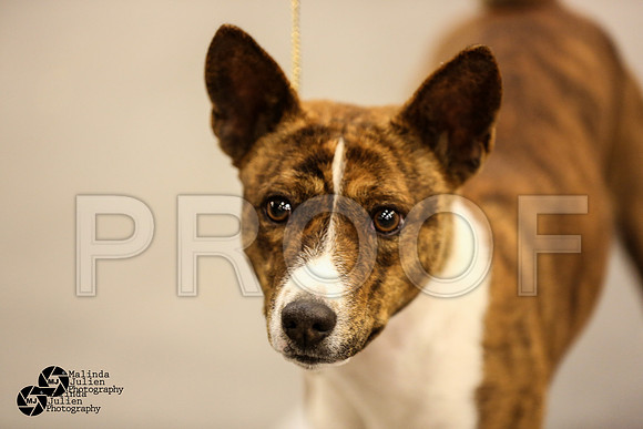 Bas-Hound Group Ring Sat