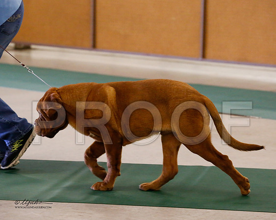 Dogue-8471-NormNov13-HR