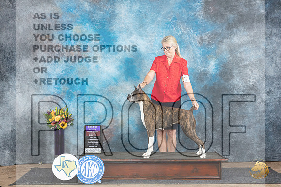 Boxer #8 Sat BOBOHBOB Judge Sharol Candace Way__JP_9936_Abilene_2024_HR3