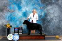 Labrador Retriever #7 BOWBOS