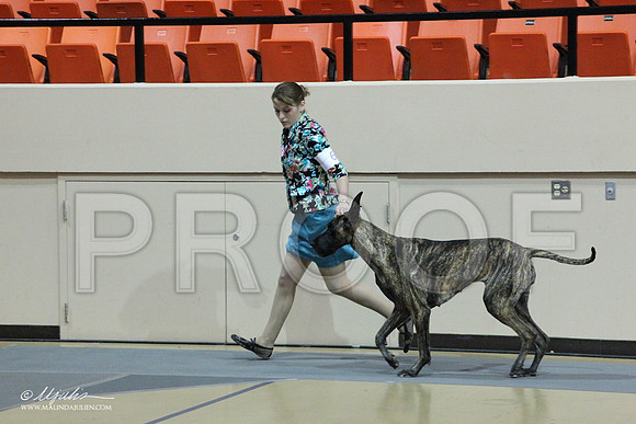 GreatDane-0463LR