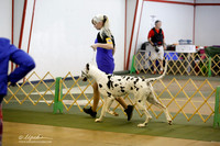 Great Dane Sun S2 Ring