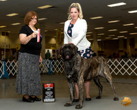 Mastiff #11 Thur BOS Judge Elizabeth Muthard