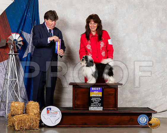 Havanese #7 Thurs BOB Judge Charles Olvis__SR_7966_Amrilo2019-HR3