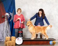 Golden Retriever #6 Thurs BOS Judge Nancy Liebes