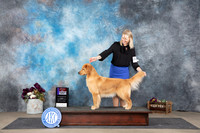 Golden Retriever #14 Sun WBBOS Judge Joan Liebes
