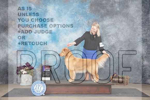 Golden Retriever #14 Sun WBBOS Judge Joan Liebes__JP_7731_Belton_2024_HR3