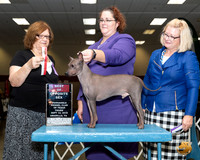American Hairless Terrier #11 Thurs BOS Judge Elizabeth Muthard