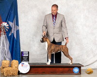 Boxer #19 Thurs WB Judge Elizabeth Muthard