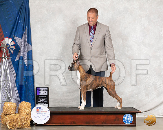 Boxer #19 Thurs WB Judge Elizabeth Muthard__SR_7989_Amrilo2019-HR3