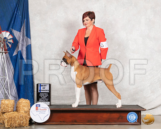 Boxer #21 Thurs BOW Judge Elizabeth Muthard__SR_7984_Amrilo2019-HR3