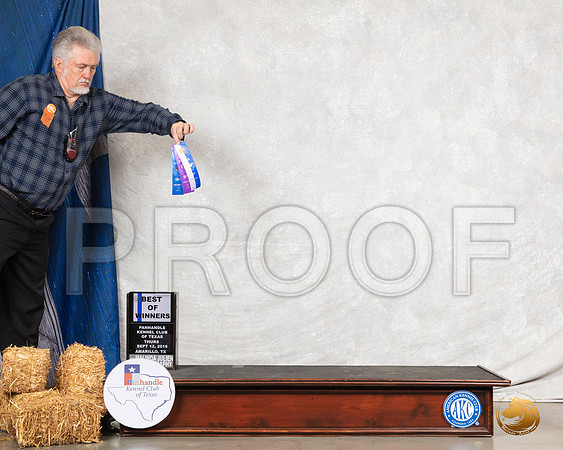 Boxer #21 Thurs BOW Judge Elizabeth Muthard__SR_7985_Amrilo2019-HR3