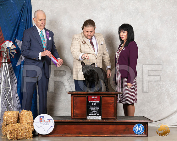 French Bulldog #11 Thurs BOS WD Judge Robert Hutton__SR_8007_Amrilo2019-HR3