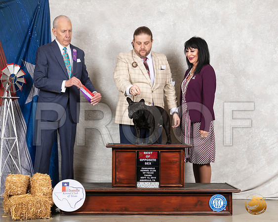 French Bulldog #11 Thurs BOS WD Judge Robert Hutton__SR_8009_Amrilo2019-HR3
