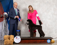 Poodle Std #8 Thurs BOW Judge Robert Hutton