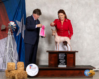 American Hairless Terrier #30 Thurs OHG1 Judge Charles Olvis