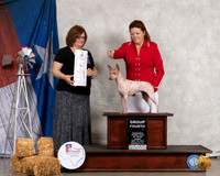 American Hairless Terrier #30 Thurs G4 Judge Elizabeth Muthard