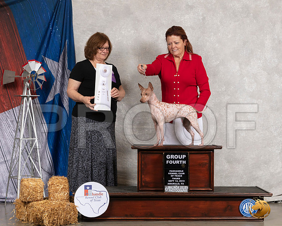 American Hairless Terrier #30 Thurs G4 Judge Elizabeth Muthard__SR_8128_Amrilo2019-HR3