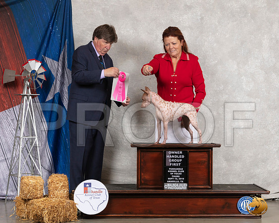 American Hairless Terrier #30 Thurs OHG1 Judge Charles Olvis__SR_8117_Amrilo2019-HR3