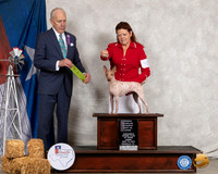 American Hairless Terrier #30 Thurs OHRBIS Judge Robert Hutton