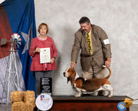 Basset Hound #5 Thurs OHG4 Judge Nancy Liebes
