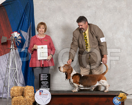 Basset Hound #5 Thurs OHG4 Judge Nancy Liebes__SR_8053_Amrilo2019-HR3