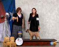 Border Terrier #6 Thurs BOB Judge Elizabeth Muthard