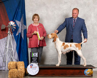 Bracchi Italiano #66 Thurs BIMISC Judge Nancy Liebes