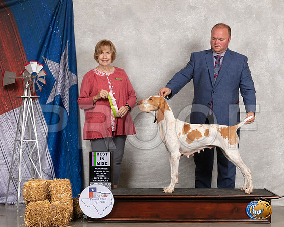 Bracchi Italiano #66 Thurs BIMISC Judge Nancy Liebes__SR_8086_Amrilo2019-HR3
