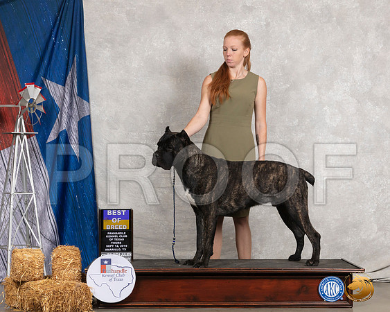 Cane Corso #9 Thurs BOB __SR_8149_Amrilo2019-HR3