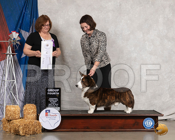 Cardigan Welsh Corgi #5 Thurs G4 Judge Elizabeth Muthard__SR_8144_Amrilo2019-HR3