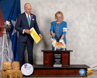 Chihuahua Long Caot #5 Thurs G3 Judge Robert Hutton