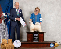 Chinese Crested #22 Thurs G4 Judge Robert Hutton