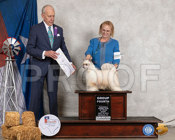 Chinese Crested #22 Thurs G4 Judge Robert Hutton__SR_8188_Amrilo2019-HR3