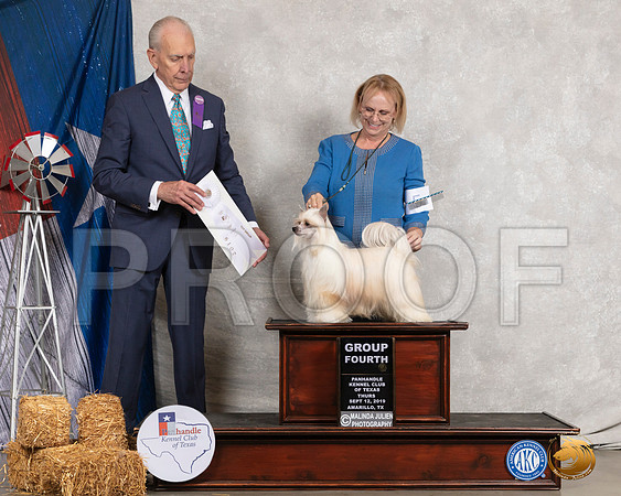 Chinese Crested #22 Thurs G4 Judge Robert Hutton__SR_8191_Amrilo2019-HR3