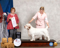 Clumber Spaniel #5 Thurs G4 Judge Nancy Liebes