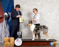 Collie Smooth #J500 Thurs BJr Judge Charles Olvis