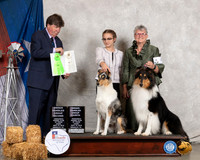 Collie Smooth Rough #12 #5 OHG2 G4 Judge Charles Olvis