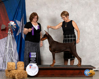 Doberman Pinscher #18 Thurs WB Judge Elizabeth Muthard