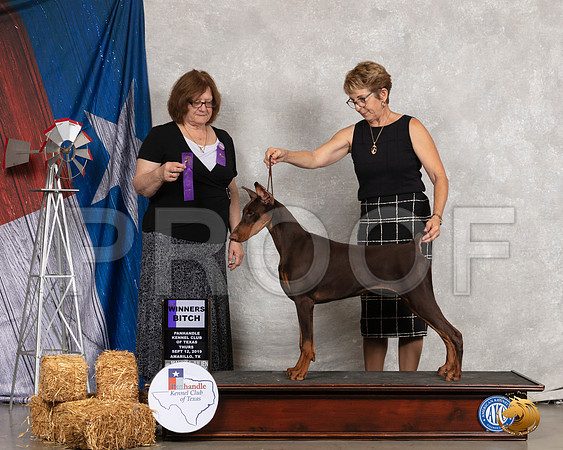 Doberman Pinscher #18 Thurs WB Judge Elizabeth Muthard__SR_8132_Amrilo2019-HR3
