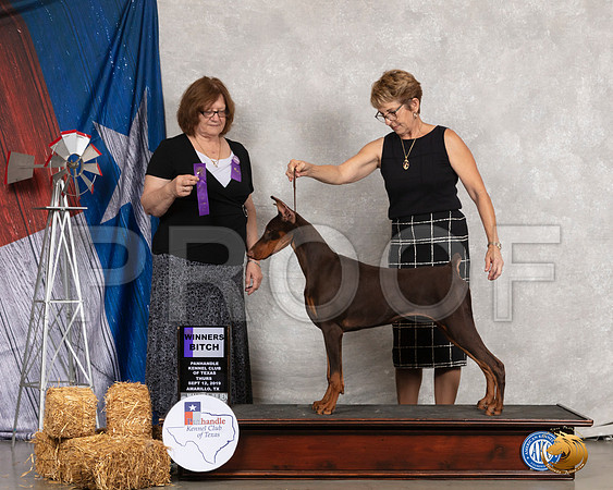 Doberman Pinscher #18 Thurs WB Judge Elizabeth Muthard__SR_8133_Amrilo2019-HR3