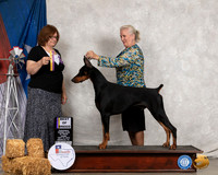 Doberman Pinscher #5 Thurs BOB Judge Elizabeth Muthard